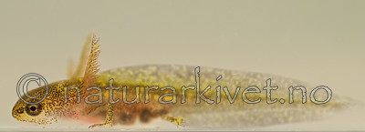 BB 07 0052 / Lissotriton vulgaris / Småsalamander